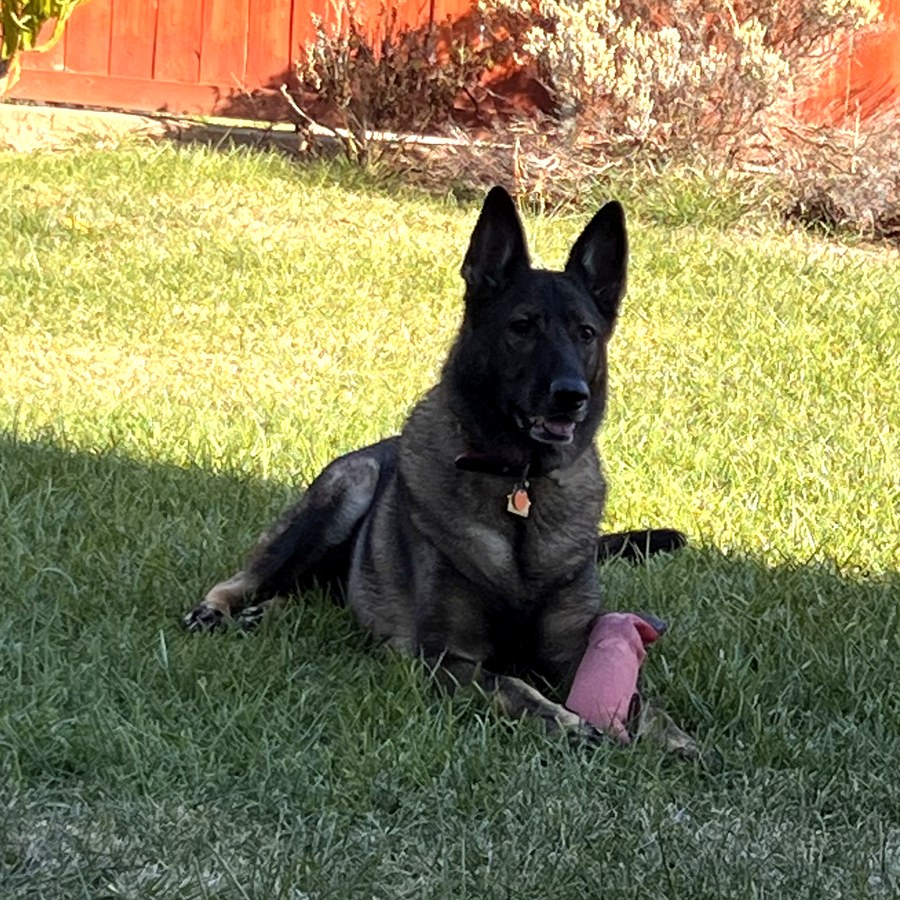 Ruby, the Mora family's German Shepherd, sitting on a rug at home